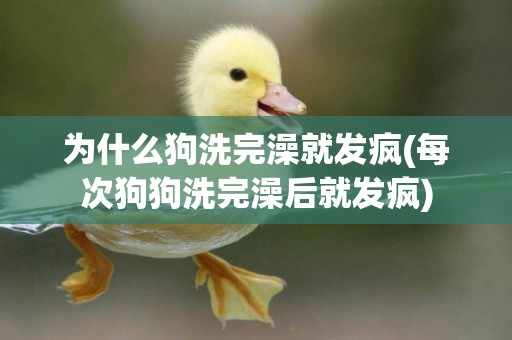 為什么狗洗完澡就發瘋(每次狗狗洗完澡后就發瘋)