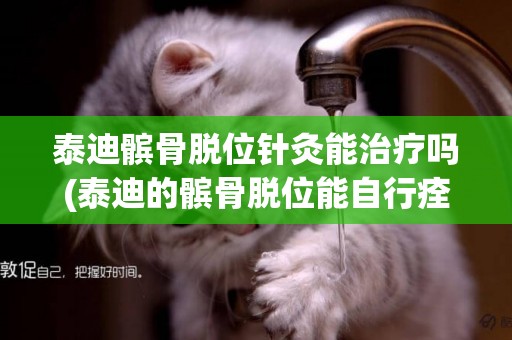 泰迪髕骨脫位針灸能治療嗎(泰迪的髕骨脫位能自行痊愈嗎)