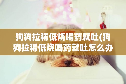 狗狗拉稀低燒喝藥就吐(狗狗拉稀低燒喝藥就吐怎么辦)