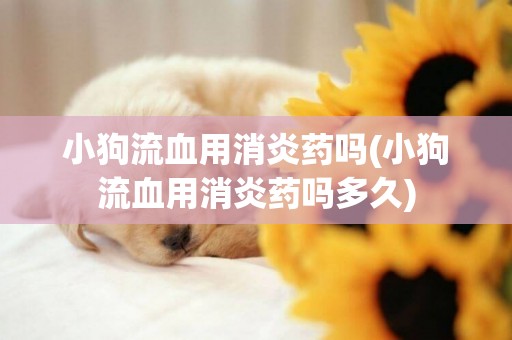 小狗流血用消炎藥嗎(小狗流血用消炎藥嗎多久)