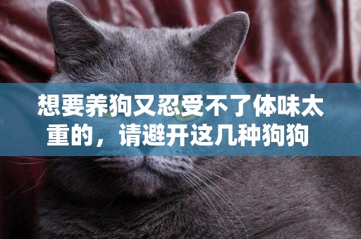 想要養狗又忍受不了體味太重的，請避開這幾種狗狗 