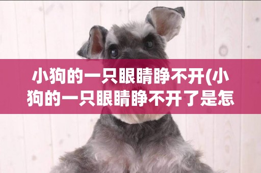 小狗的一只眼睛睜不開(小狗的一只眼睛睜不開了是怎么回事,還有點顫抖)
