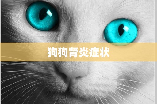 狗狗腎炎癥狀