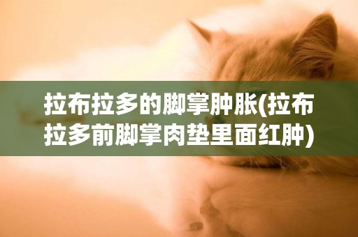拉布拉多的腳掌腫脹(拉布拉多前腳掌肉墊里面紅腫)