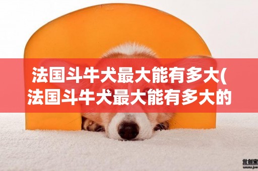 法國斗牛犬最大能有多大(法國斗牛犬最大能有多大的毛)