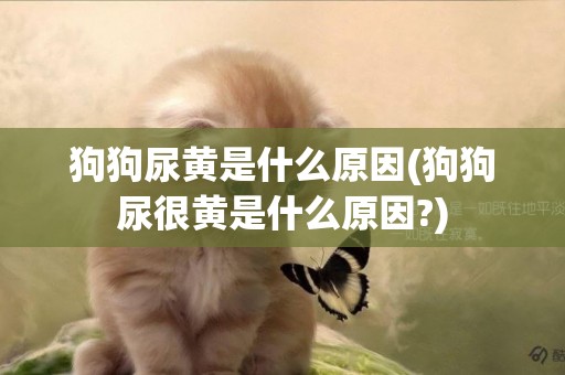 狗狗尿黃是什么原因(狗狗尿很黃是什么原因?)