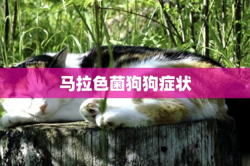 馬拉色菌狗狗癥狀