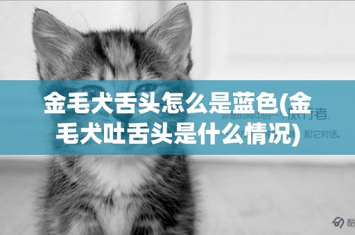 金毛犬舌頭怎么是藍色(金毛犬吐舌頭是什么情況)