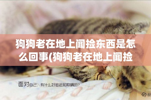 狗狗老在地上聞撿東西是怎么回事(狗狗老在地上聞撿東西是怎么回事兒)