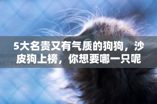 5大名貴又有氣質的狗狗，沙皮狗上榜，你想要哪一只呢 