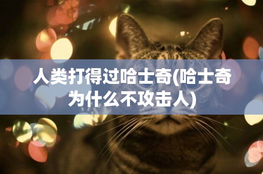 人類打得過哈士奇(哈士奇為什么不攻擊人)