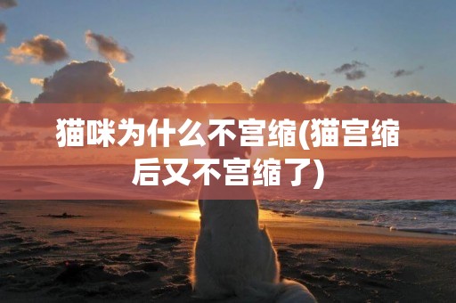 貓咪為什么不宮縮(貓宮縮后又不宮縮了)