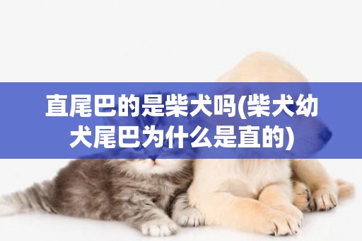 直尾巴的是柴犬嗎(柴犬幼犬尾巴為什么是直的)
