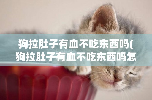 狗拉肚子有血不吃東西嗎(狗拉肚子有血不吃東西嗎怎么辦)