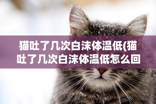 貓吐了幾次白沫體溫低(貓吐了幾次白沫體溫低怎么回事)