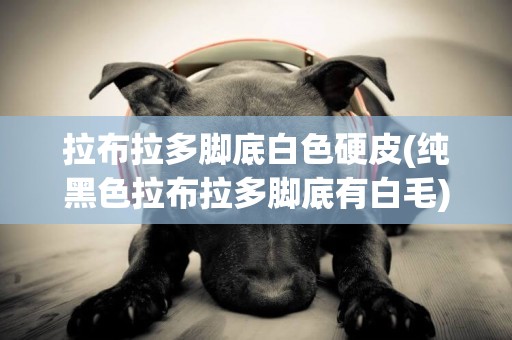 拉布拉多腳底白色硬皮(純黑色拉布拉多腳底有白毛)