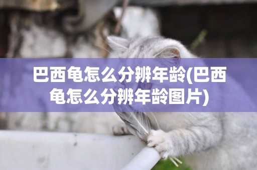 巴西龜怎么分辨年齡(巴西龜怎么分辨年齡圖片)