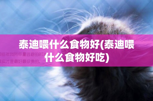 泰迪喂什么食物好(泰迪喂什么食物好吃)