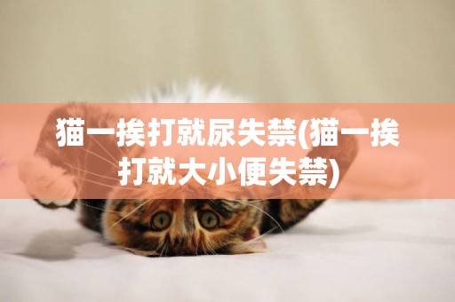 貓一挨打就尿失禁(貓一挨打就大小便失禁)