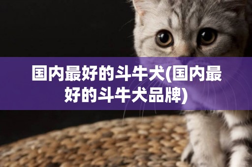 國內最好的斗牛犬(國內最好的斗牛犬品牌)