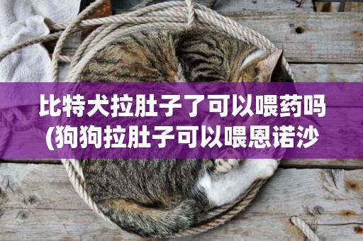 比特犬拉肚子了可以喂藥嗎(狗狗拉肚子可以喂恩諾沙星么)