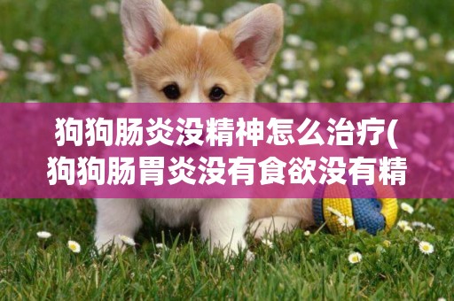 狗狗腸炎沒精神怎么治療(狗狗腸胃炎沒有食欲沒有精神怎么辦)