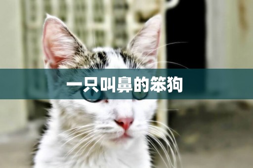 一只叫鼻的笨狗 