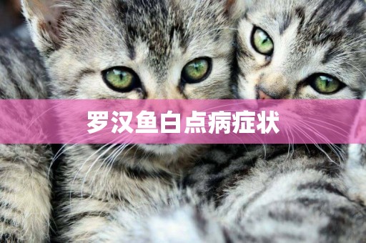 羅漢魚白點病癥狀