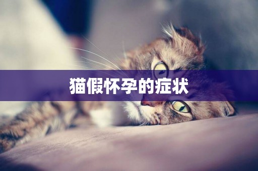 貓假懷孕的癥狀
