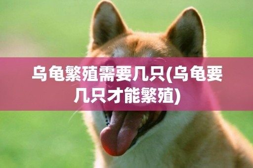 烏龜繁殖需要幾只(烏龜要幾只才能繁殖)