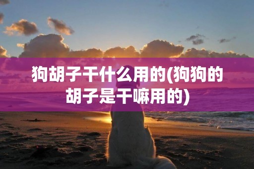 狗胡子干什么用的(狗狗的胡子是干嘛用的)