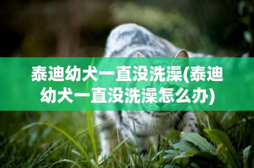 泰迪幼犬一直沒洗澡(泰迪幼犬一直沒洗澡怎么辦)