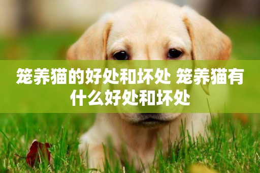 籠養貓的好處和壞處 籠養貓有什么好處和壞處