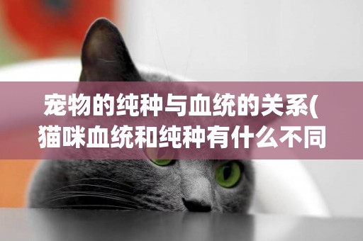寵物的純種與血統的關系(貓咪血統和純種有什么不同)