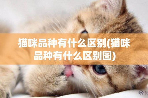 貓咪品種有什么區別(貓咪品種有什么區別圖)
