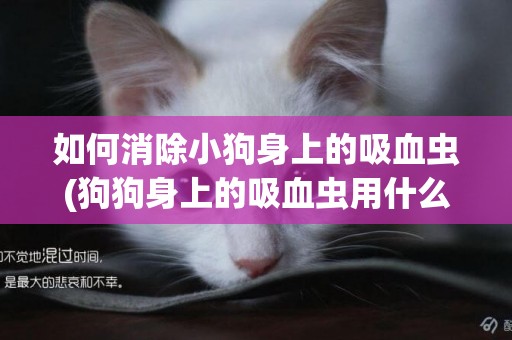 如何消除小狗身上的吸血蟲(狗狗身上的吸血蟲用什么藥怎么消滅)