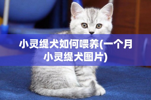 小靈緹犬如何喂養(一個月小靈緹犬圖片)