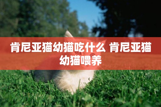 肯尼亞貓幼貓吃什么 肯尼亞貓幼貓喂養