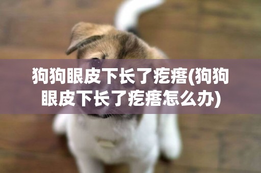 狗狗眼皮下長了疙瘩(狗狗眼皮下長了疙瘩怎么辦)