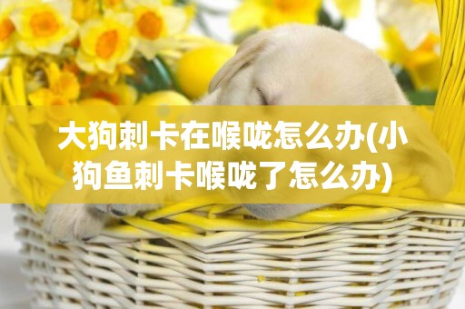大狗刺卡在喉嚨怎么辦(小狗魚刺卡喉嚨了怎么辦)