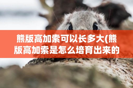 熊版高加索可以長多大(熊版高加索是怎么培育出來的)
