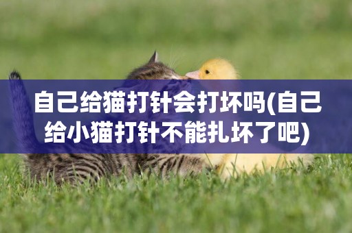 自己給貓打針會打壞嗎(自己給小貓打針不能扎壞了吧)