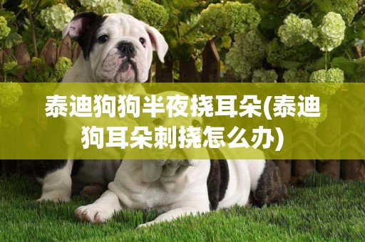 泰迪狗狗半夜撓耳朵(泰迪狗耳朵刺撓怎么辦)