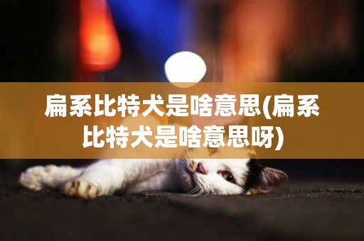 扁系比特犬是啥意思(扁系比特犬是啥意思呀)