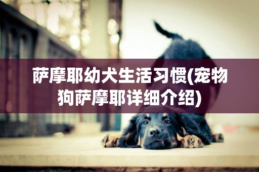 薩摩耶幼犬生活習慣(寵物狗薩摩耶詳細介紹)