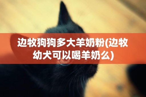 邊牧狗狗多大羊奶粉(邊牧幼犬可以喝羊奶么)
