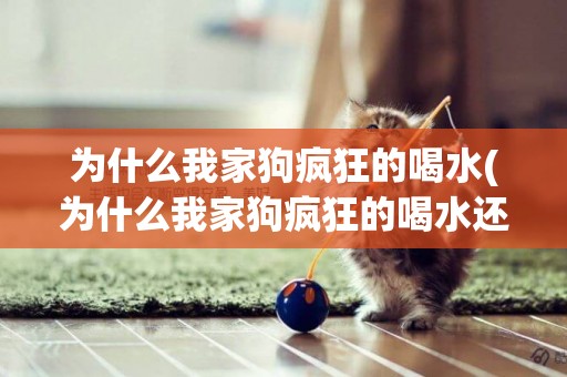 為什么我家狗瘋狂的喝水(為什么我家狗瘋狂的喝水還尿)