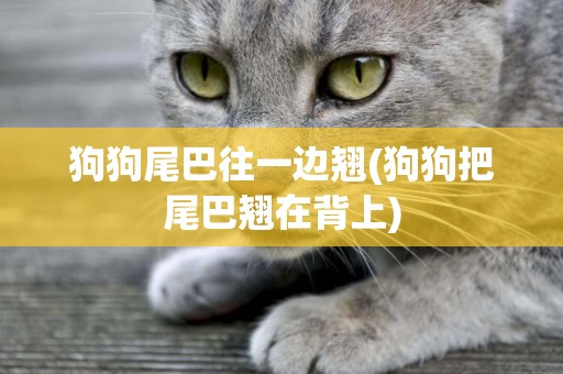 狗狗尾巴往一邊翹(狗狗把尾巴翹在背上)