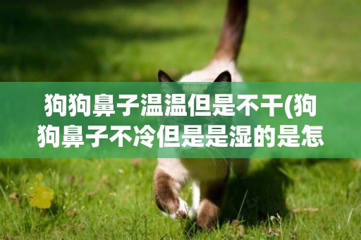 狗狗鼻子溫溫但是不干(狗狗鼻子不冷但是是濕的是怎么了)