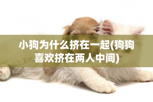 小狗為什么擠在一起(狗狗喜歡擠在兩人中間)
